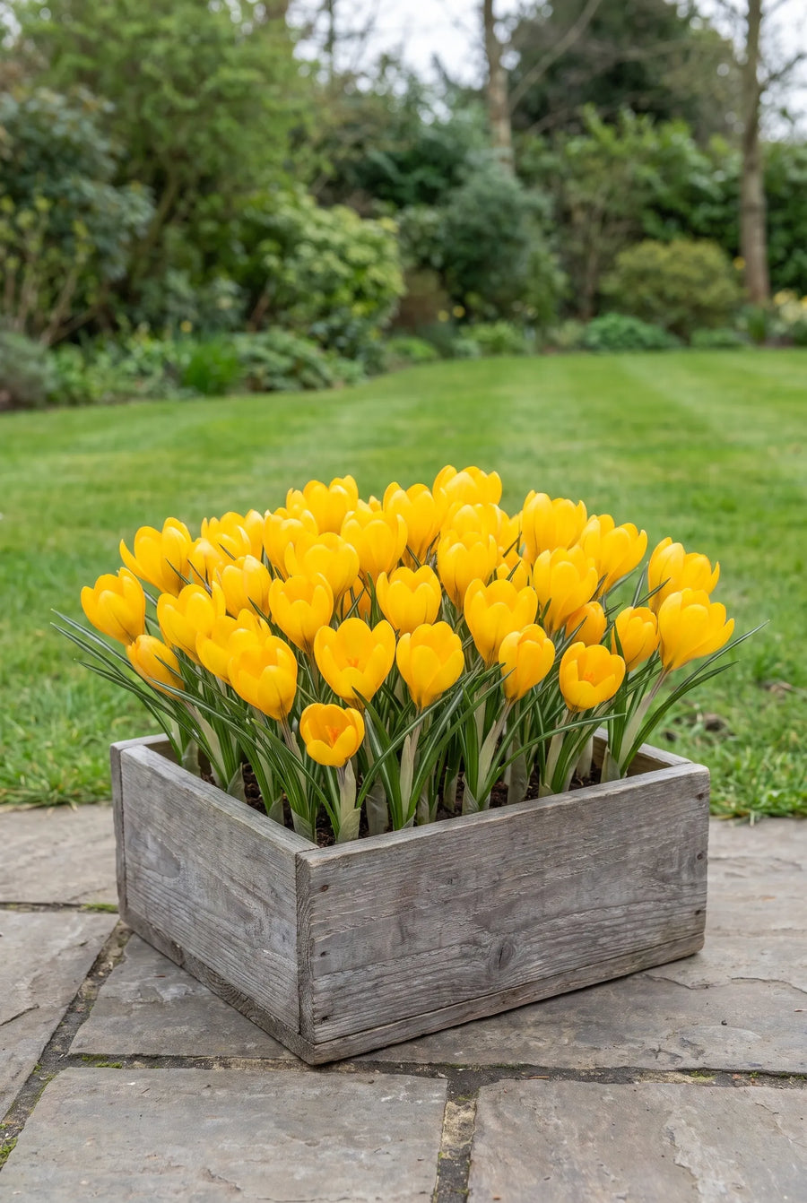 Crocus Golden Yellow — in pot op terras