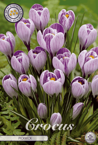 Krokus Pickwick