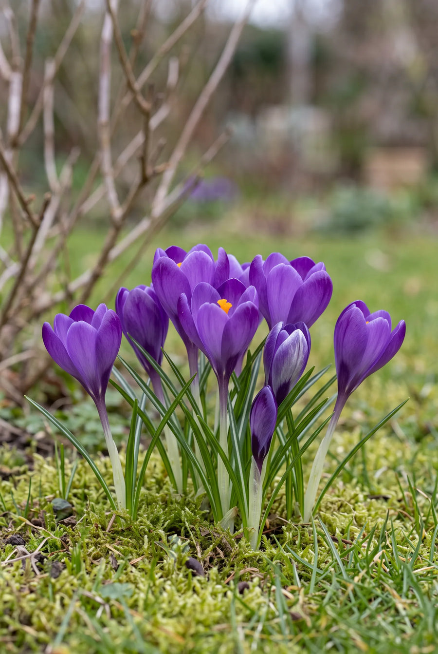 Crocus Remembrance — in de border