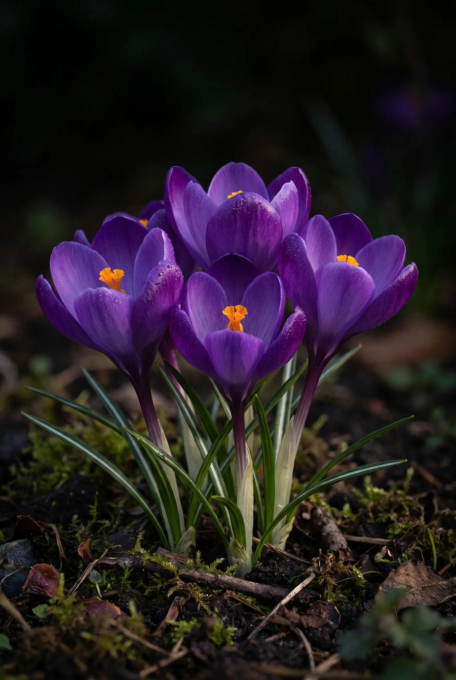 Crocus Remembrance — sfeerbeeld
