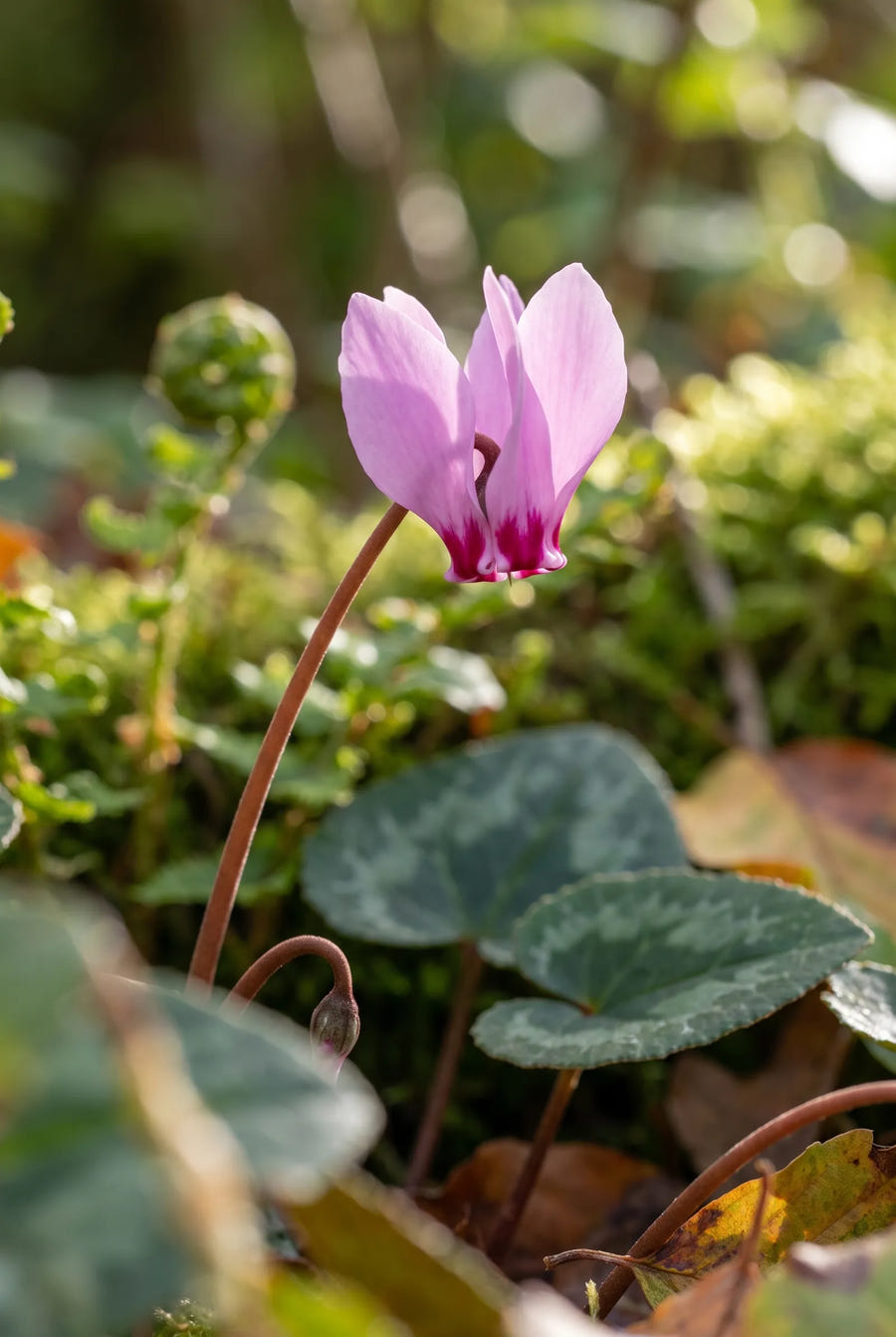 Cyclamen Hederifolium — close-up van de bloem