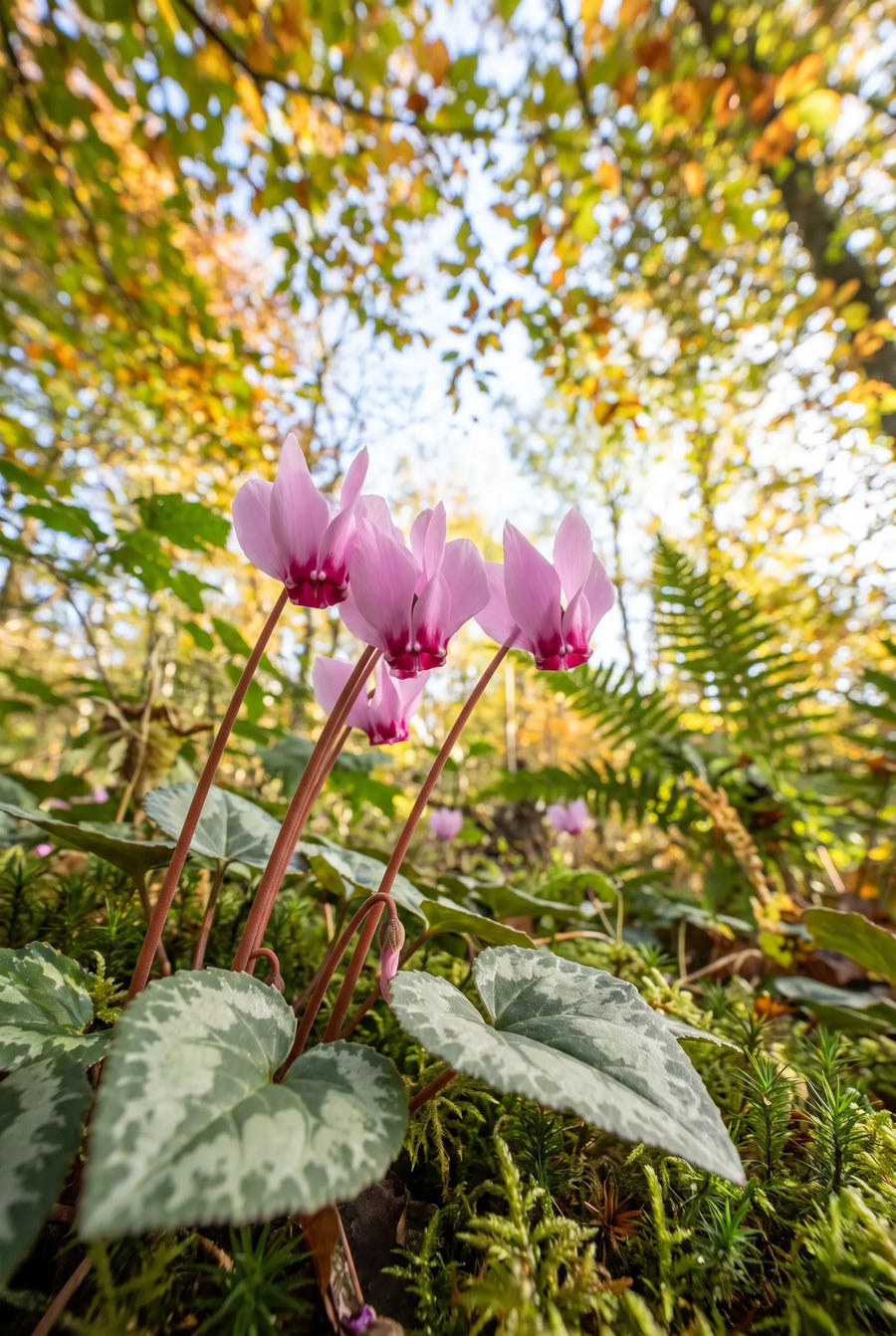 Cyclamen Hederifolium — in de tuin