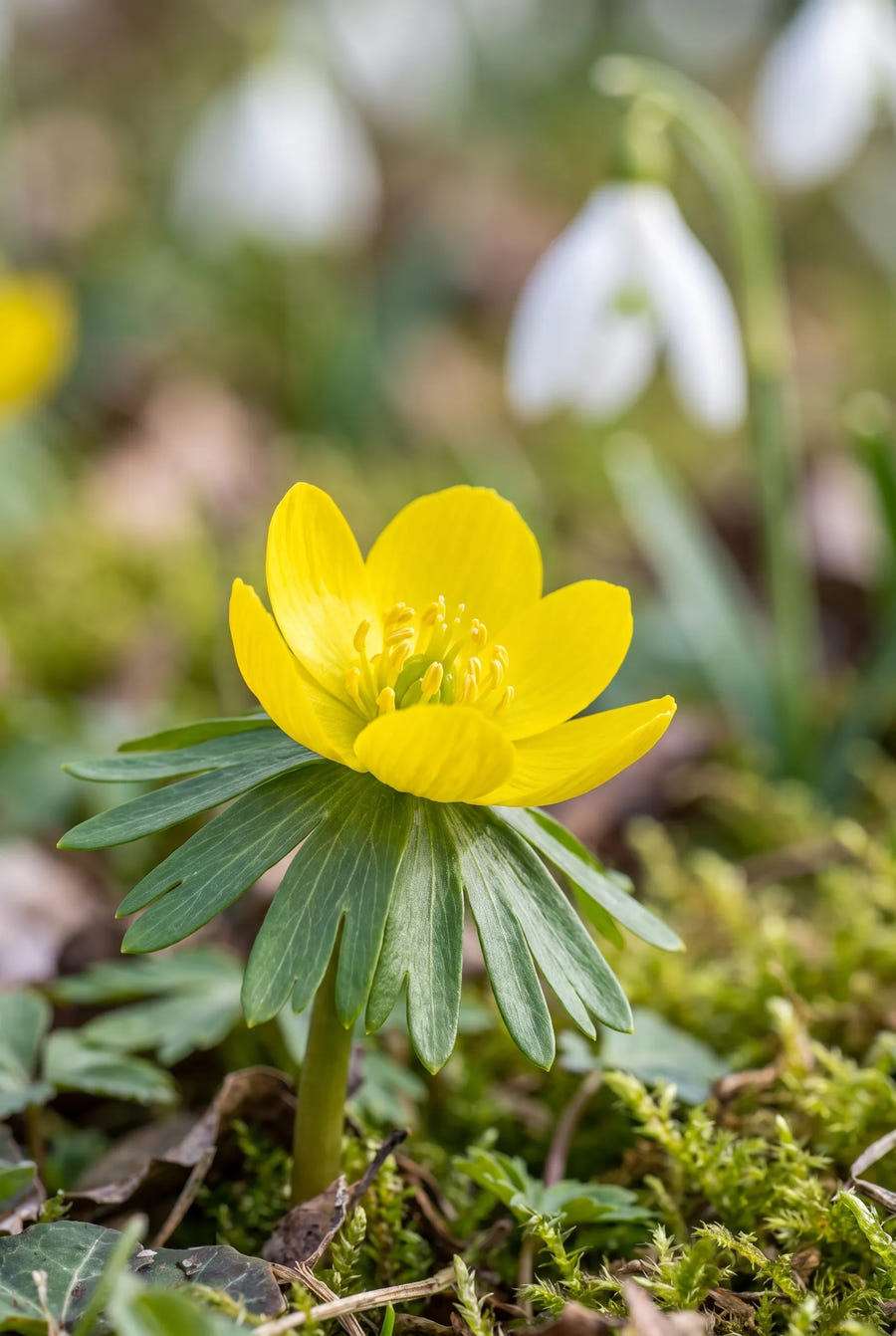Eranthis Hyemalis — close-up van de bloem