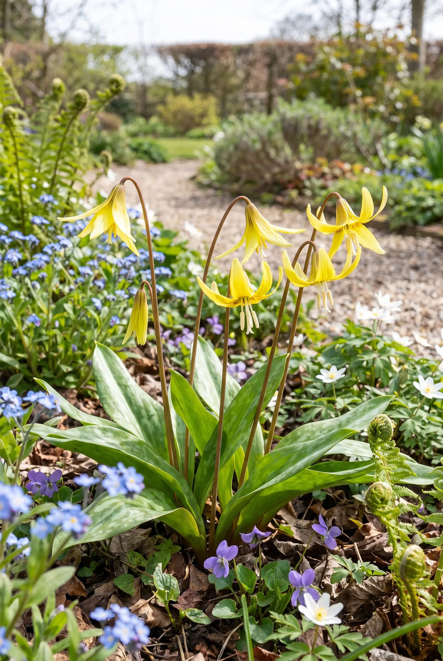 Erythronium Pagoda — in de border