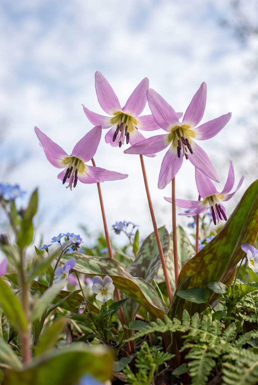 Erythronium Purple King — in de tuin