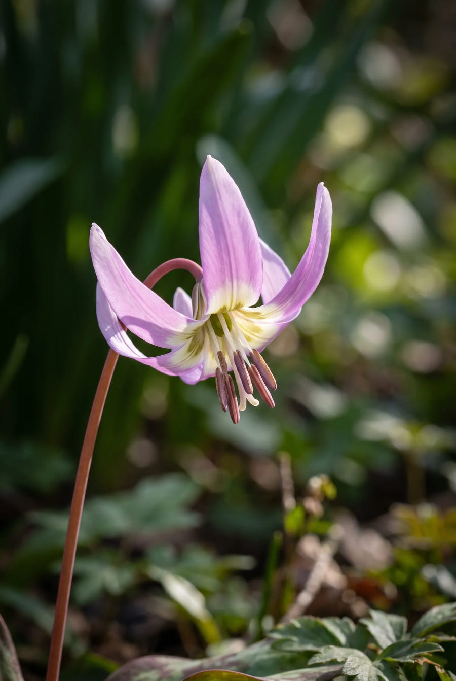 Erythronium Purple King — sfeerbeeld