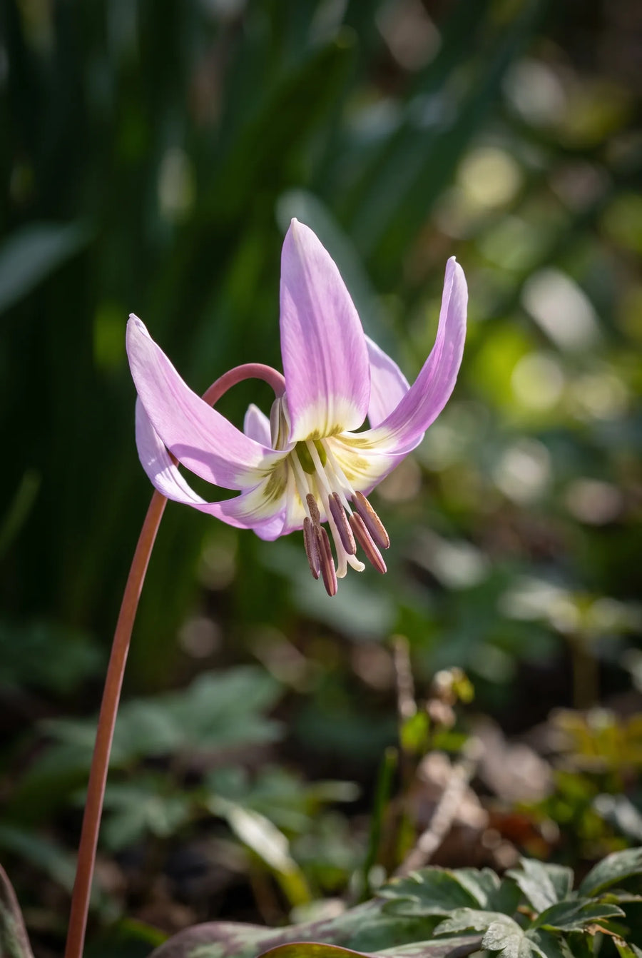 Erythronium Purple King — sfeerbeeld