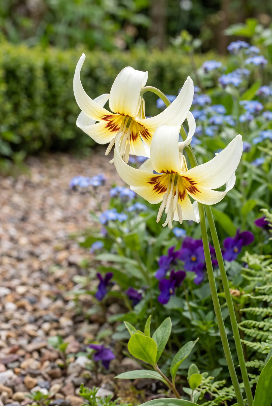Erythronium White Beauty — close-up van de bloem