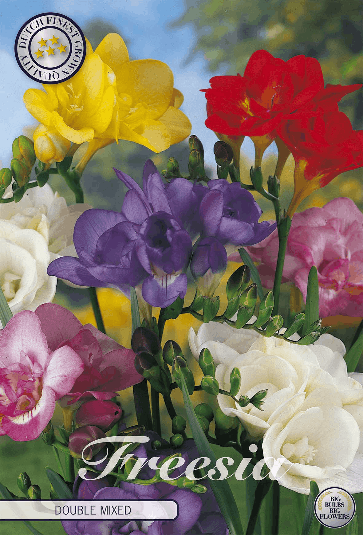 Freesia bulbs