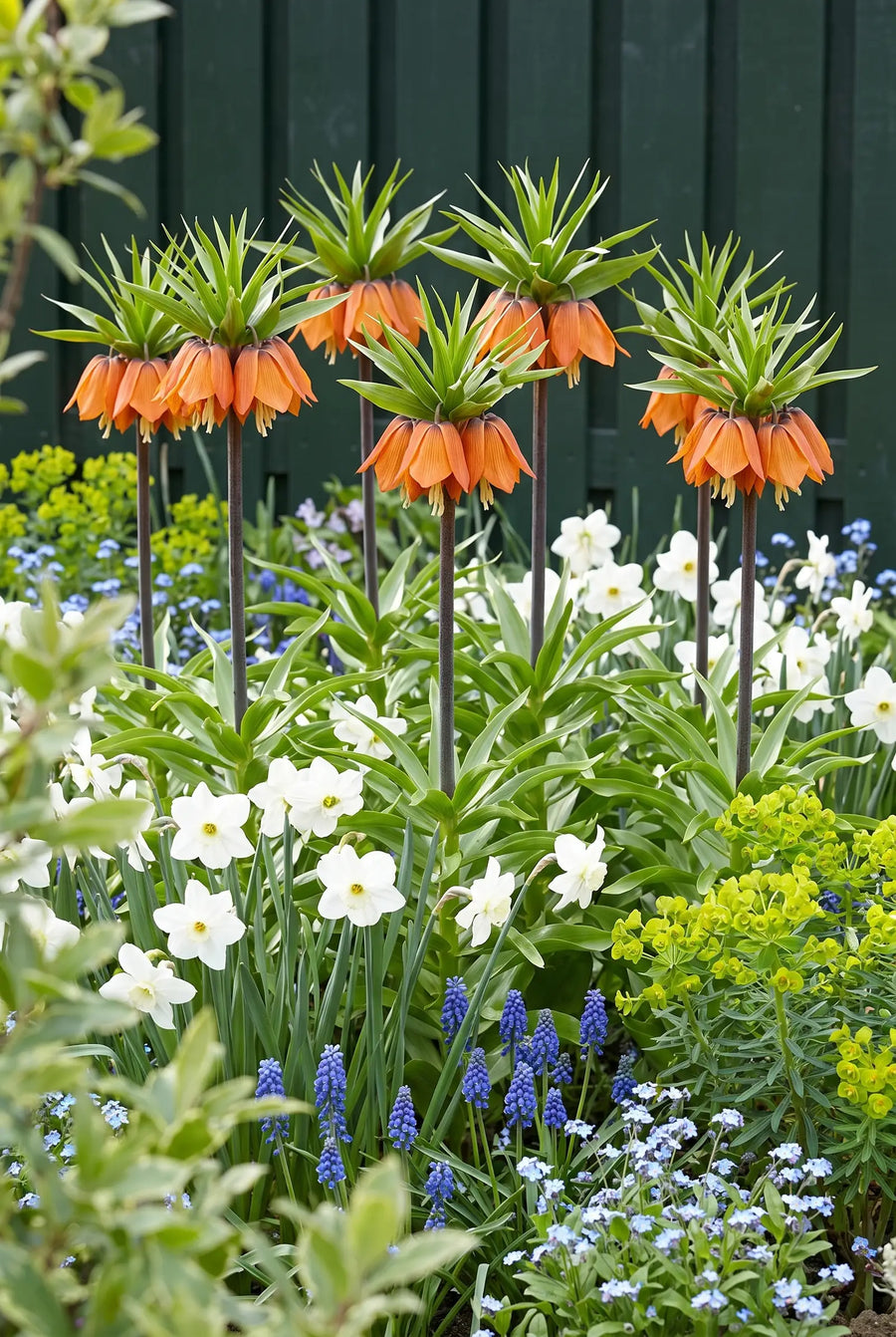 Fritillaria Aurora — groep in de tuinborder