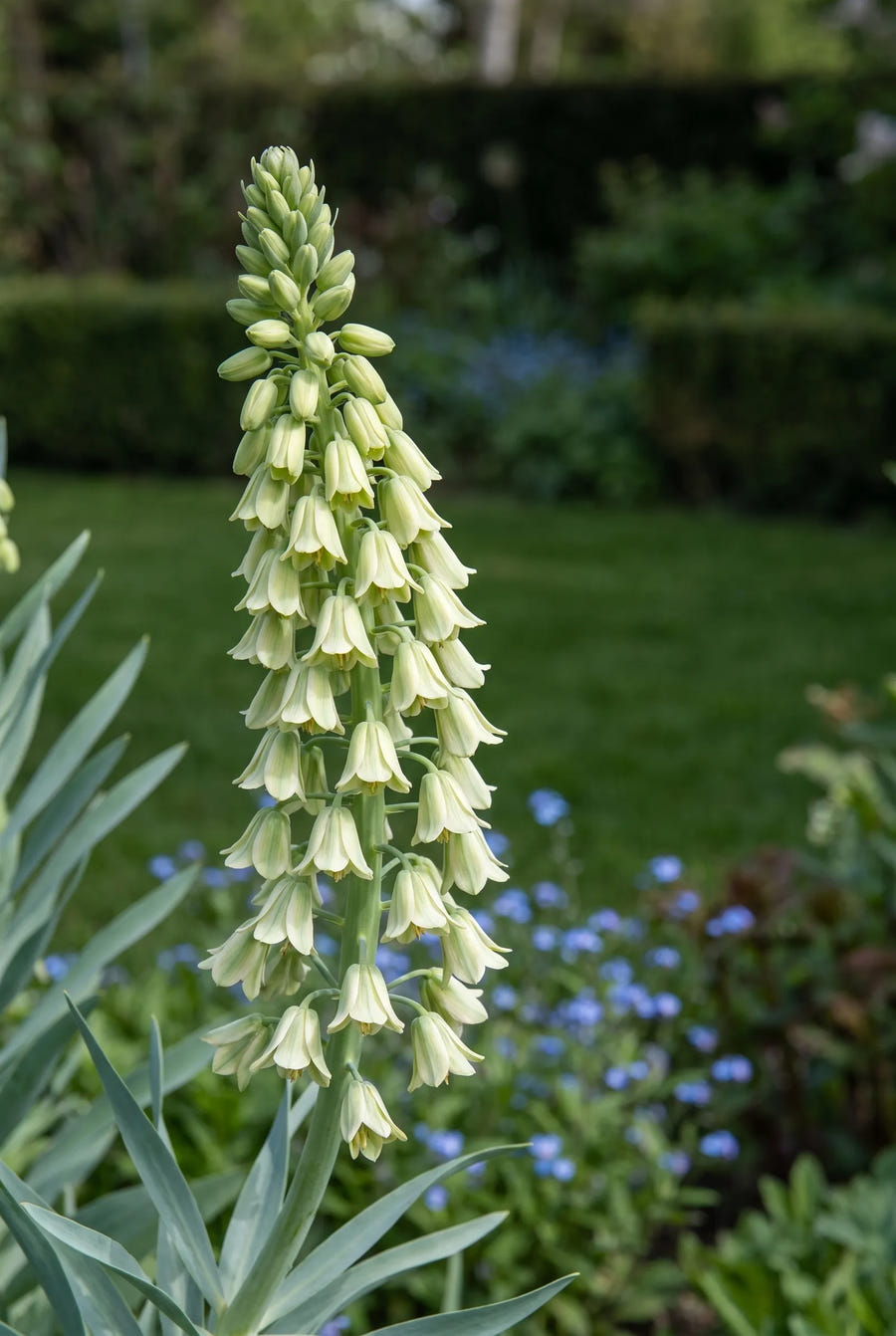 Fritillaria Ivory Bells — close-up van de bloem