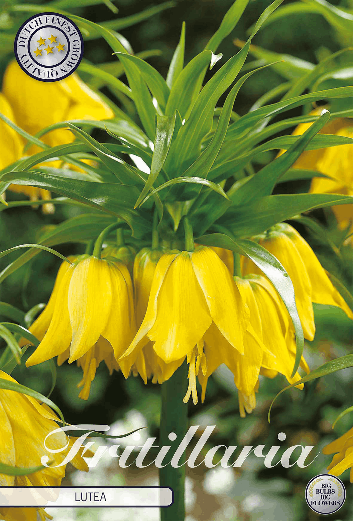 Fritillaria Lutea