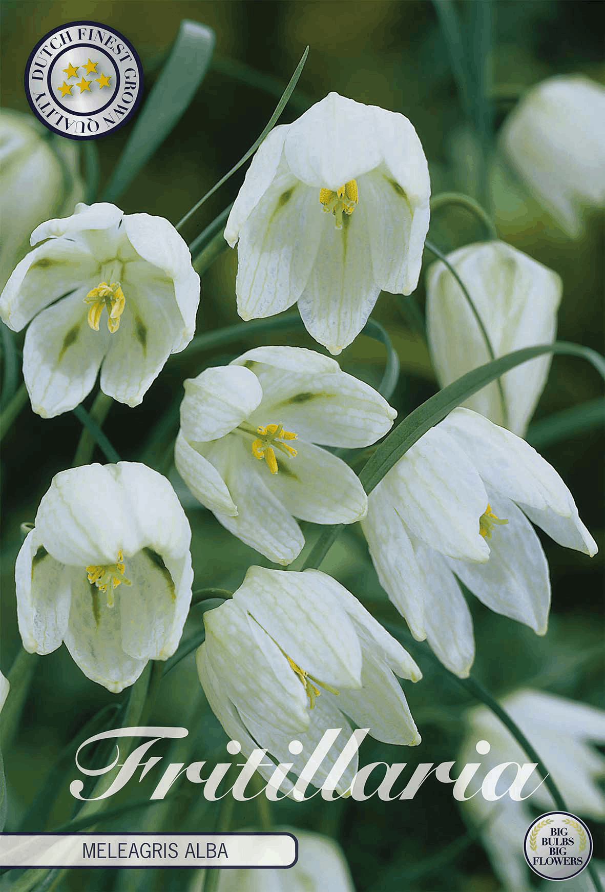 Fritillaria Meleagris Alba