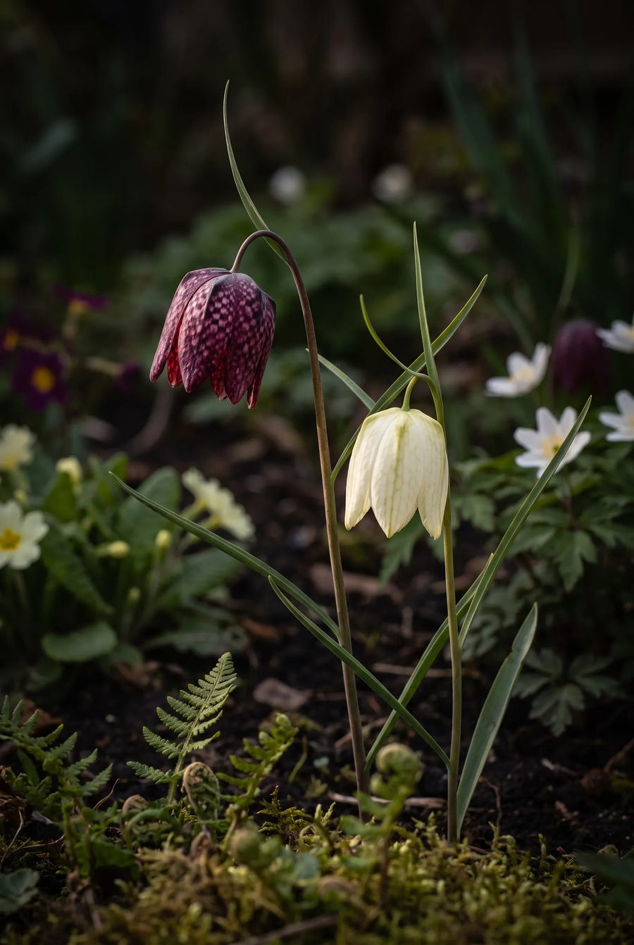 Fritillaria Meleagris Mixed — sfeerbeeld