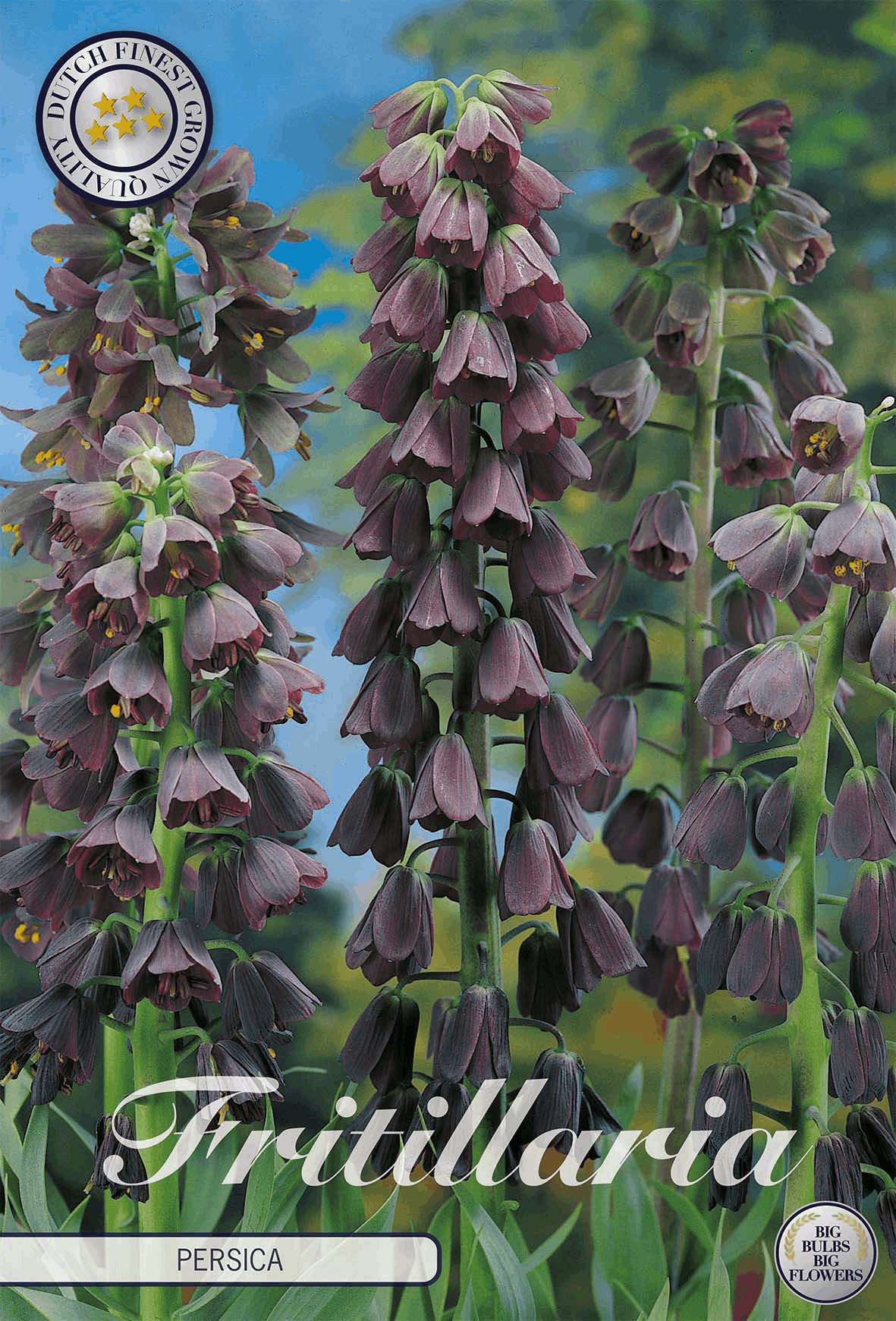Fritillaria Persica
