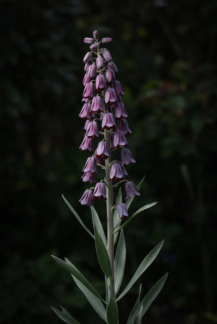 Fritillaria Persica — sfeerbeeld