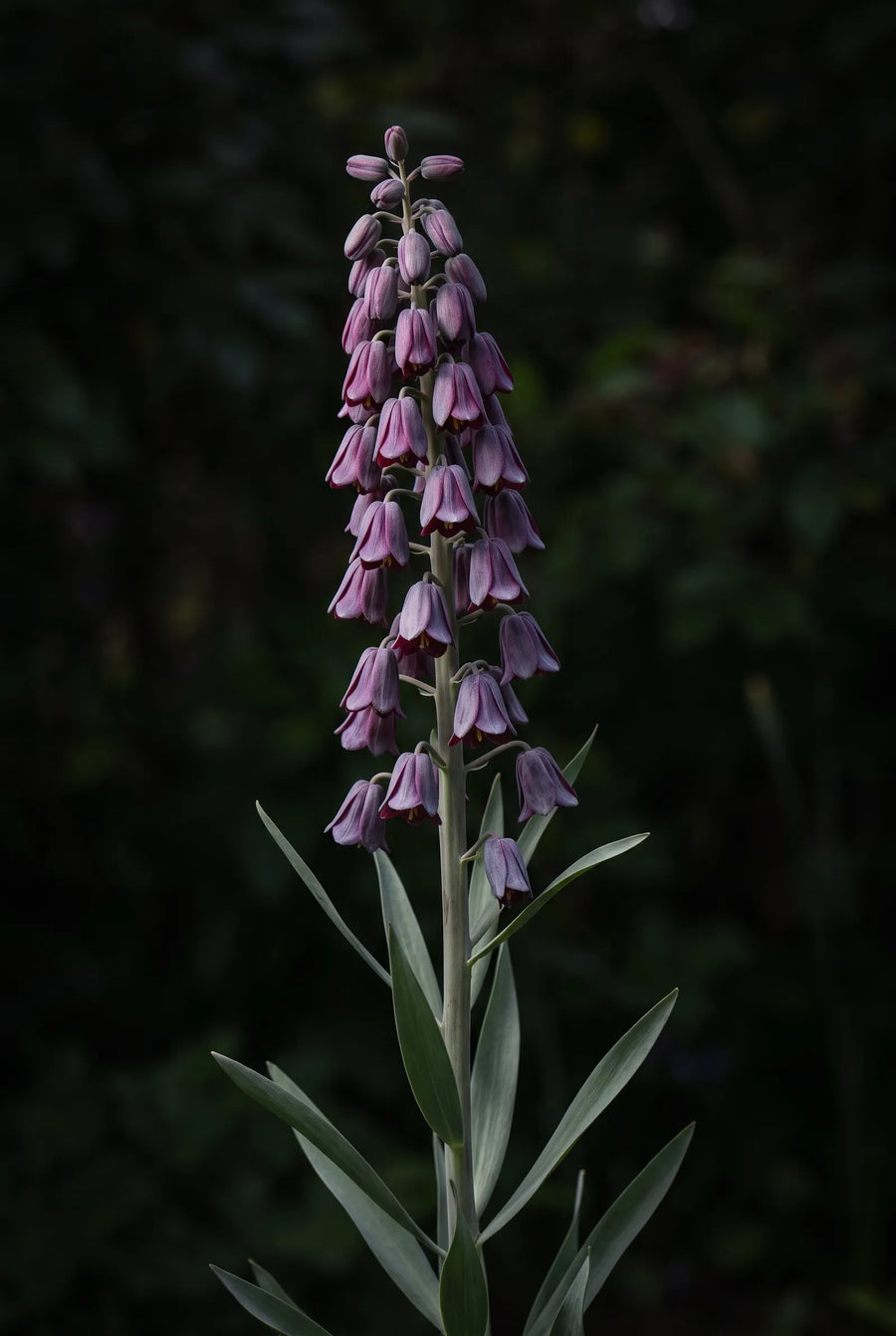 Fritillaria Persica — sfeerbeeld