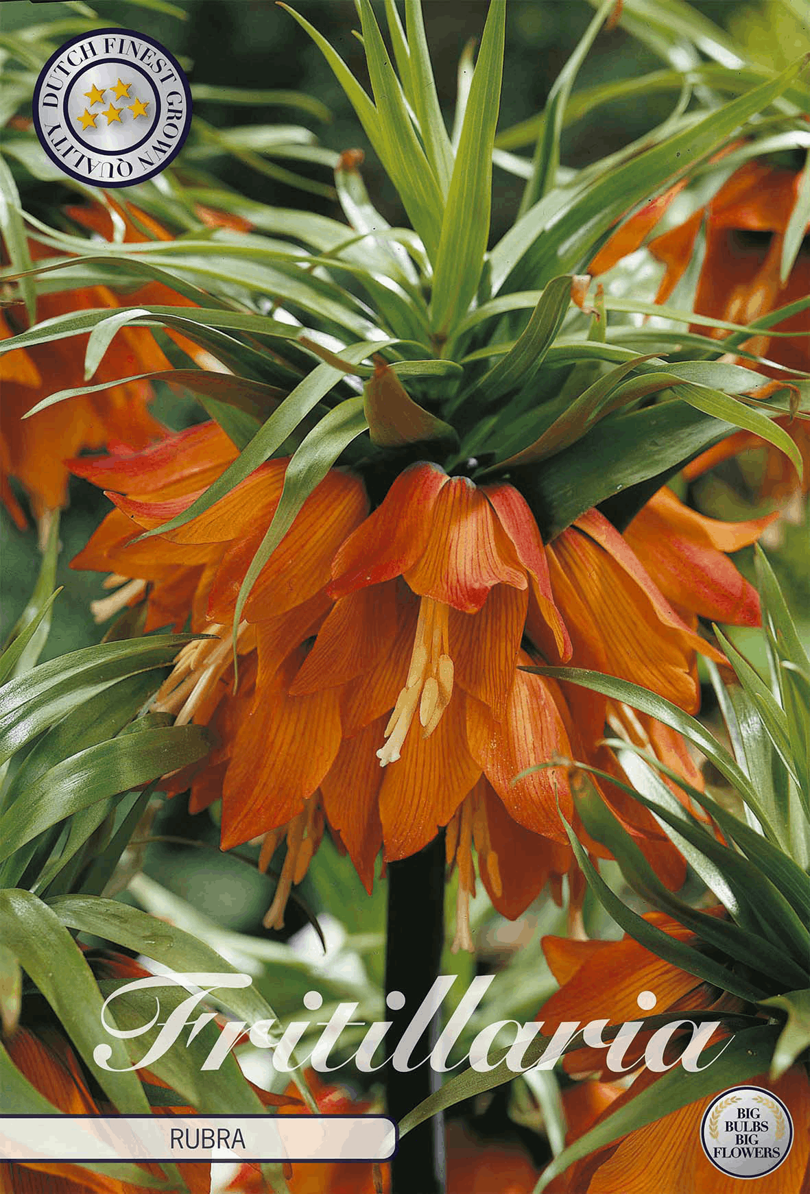 Fritillaria Rubra
