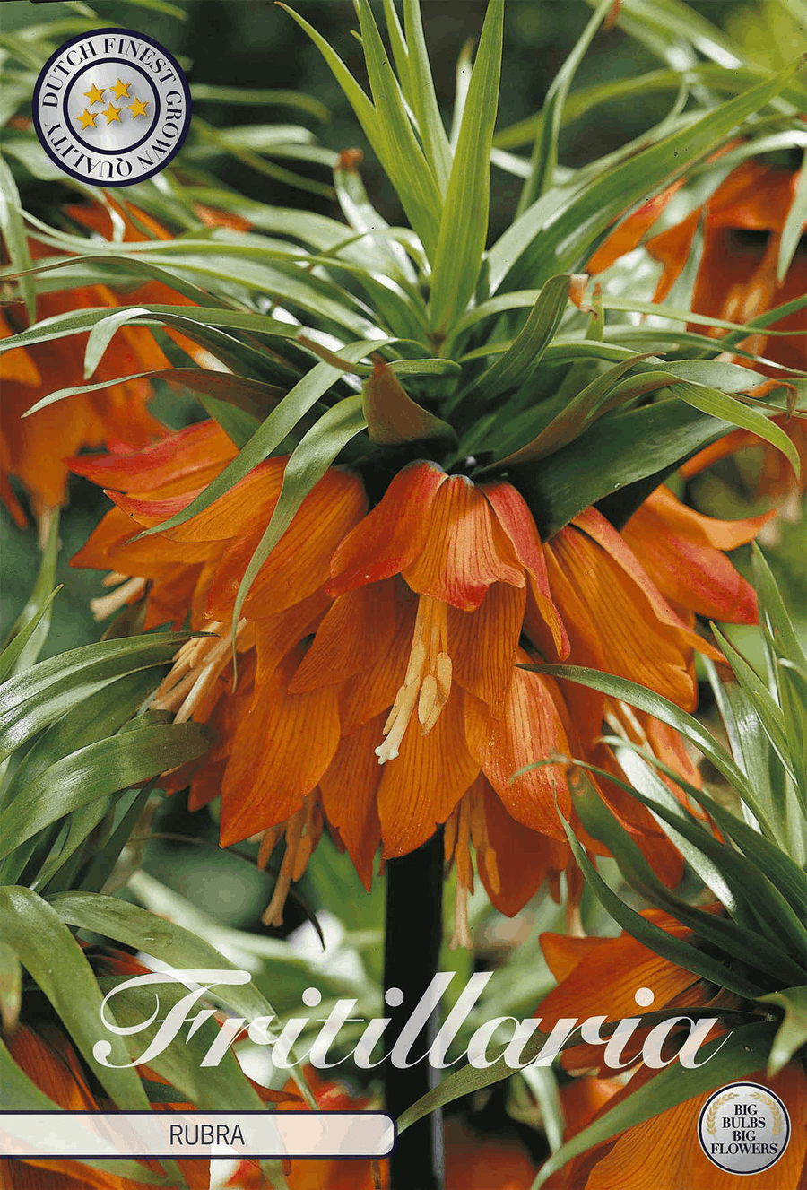 Fritillaria Rubra
