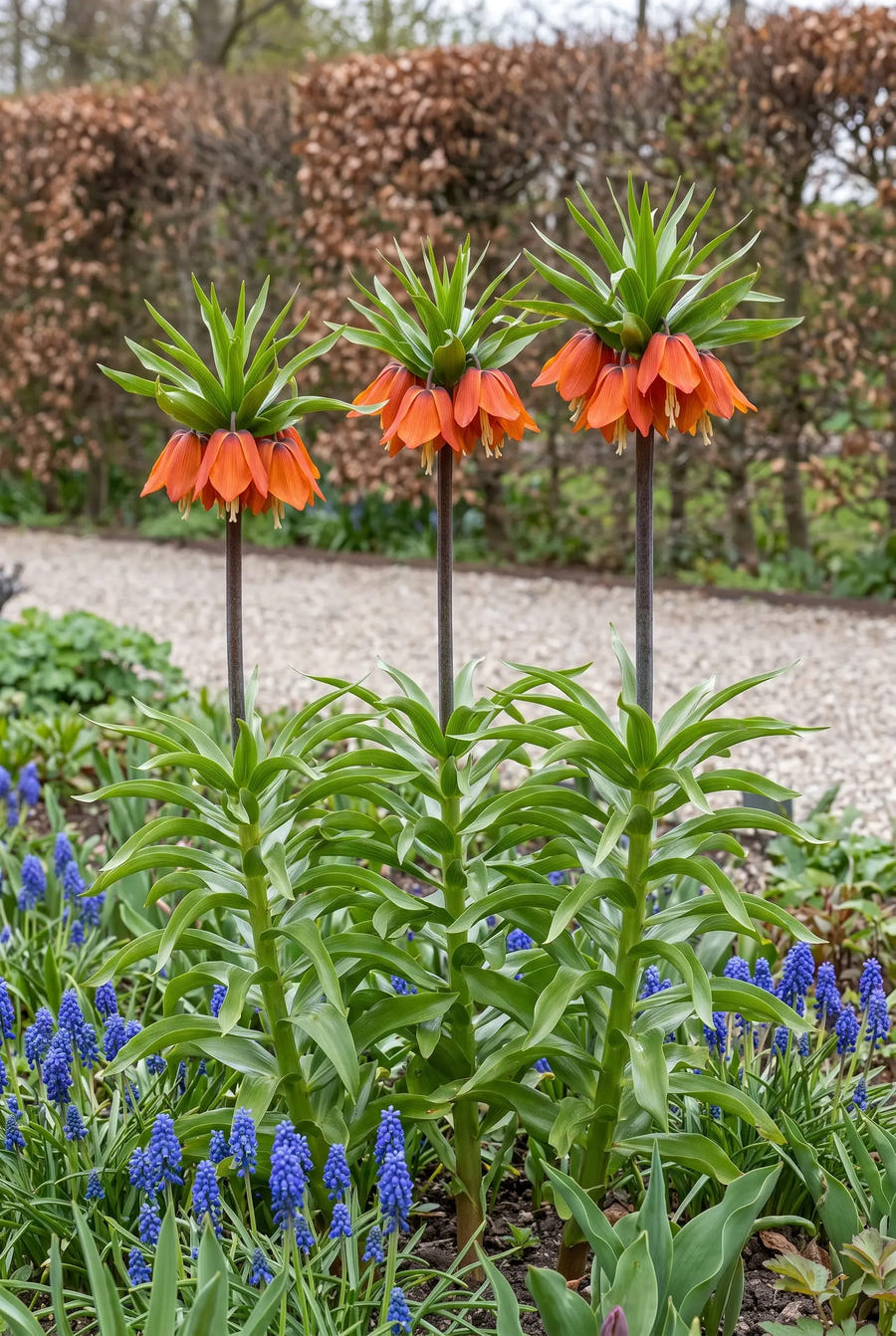 Fritillaria Rubra — groep in de tuinborder