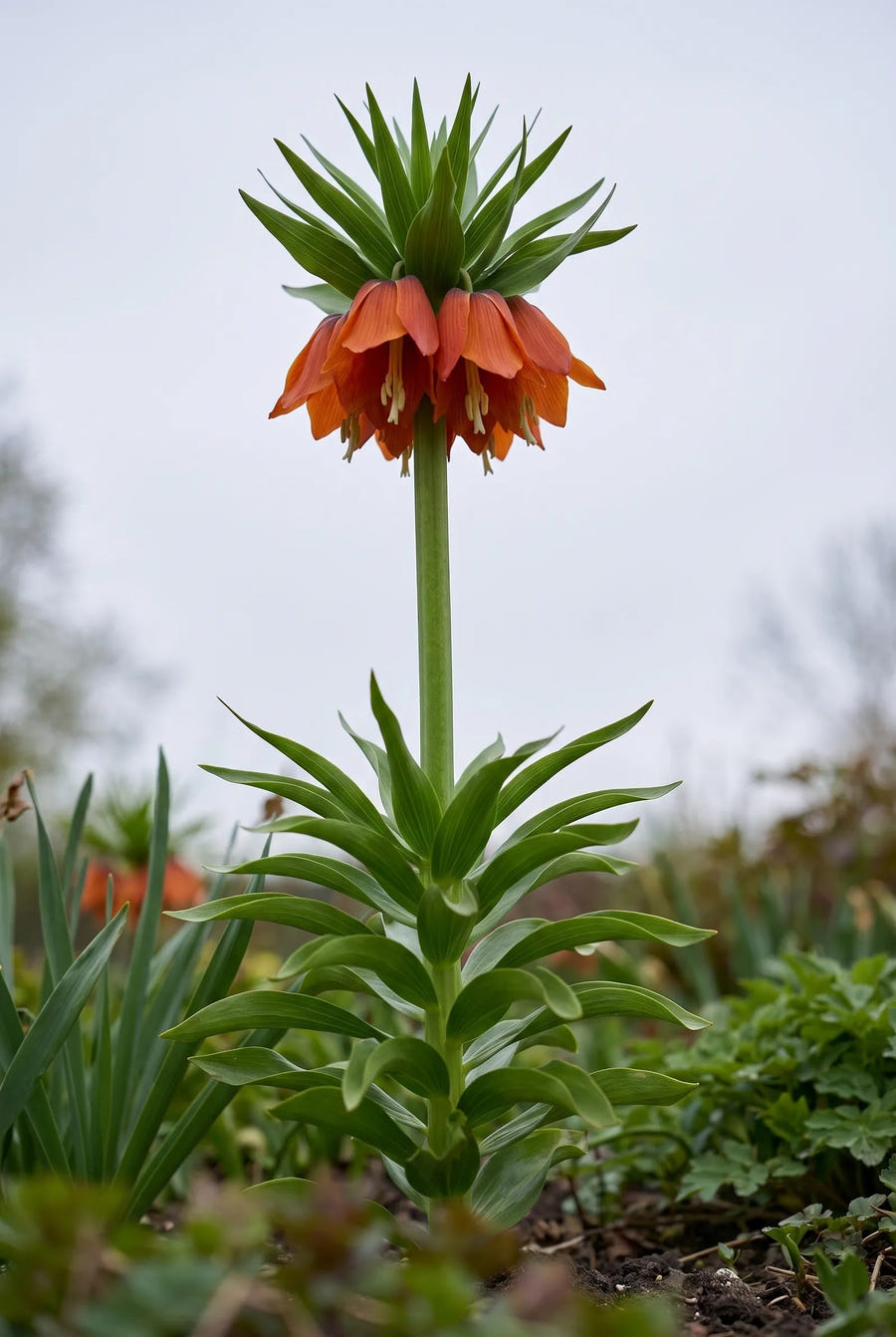 Fritillaria Rubra — in de tuin