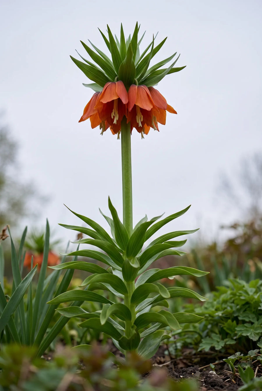 Fritillaria Rubra — in de tuin