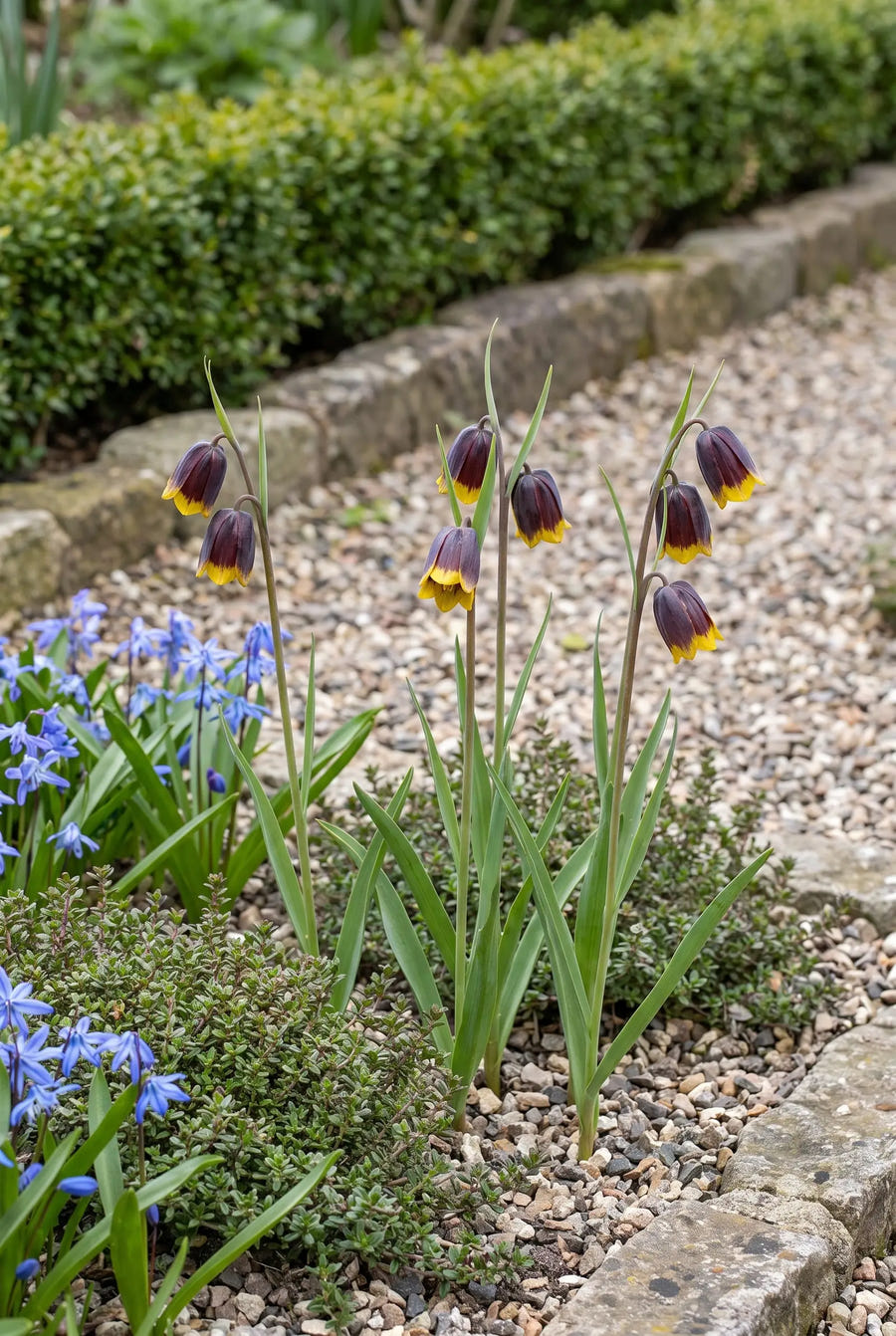 Fritillaria Uva-Vulpis — groep in de tuinborder