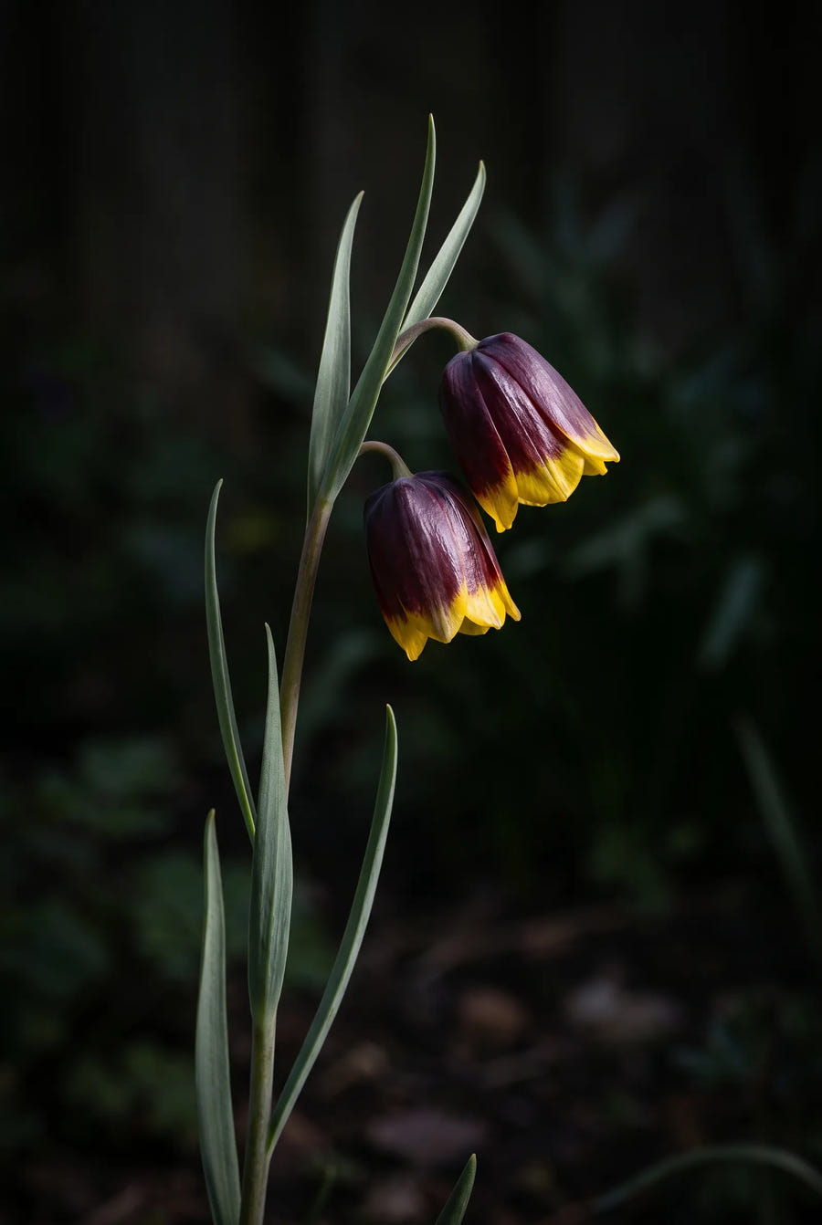 Fritillaria Uva-Vulpis — sfeerbeeld
