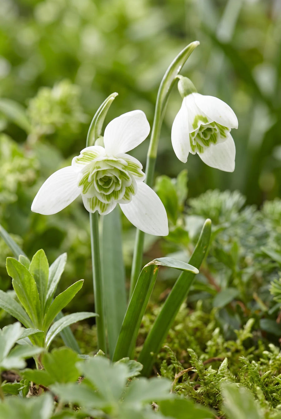 Galanthus Flore Pleno — sfeervol portret