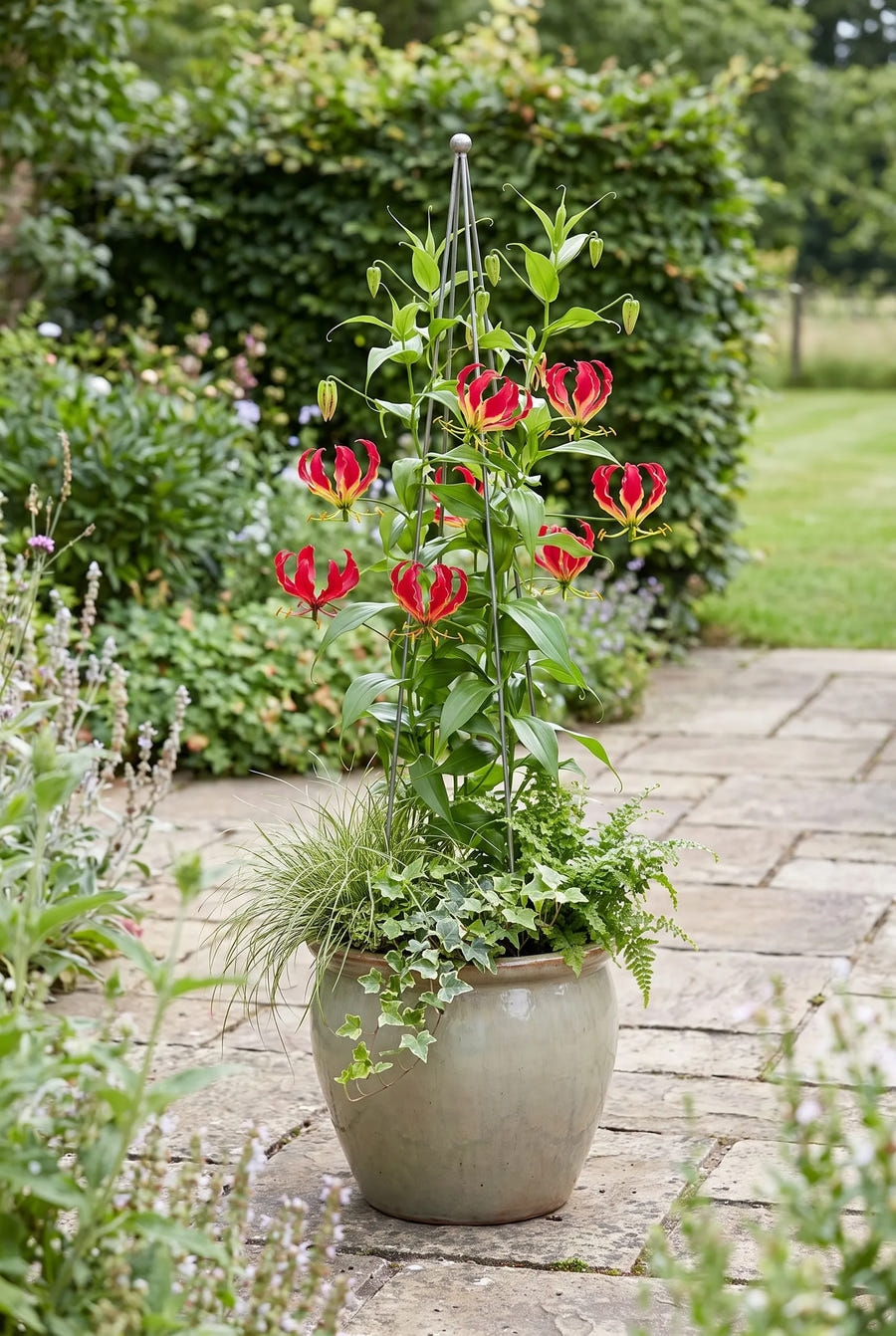 Gloriosa Rothschildiana — in pot op terras
