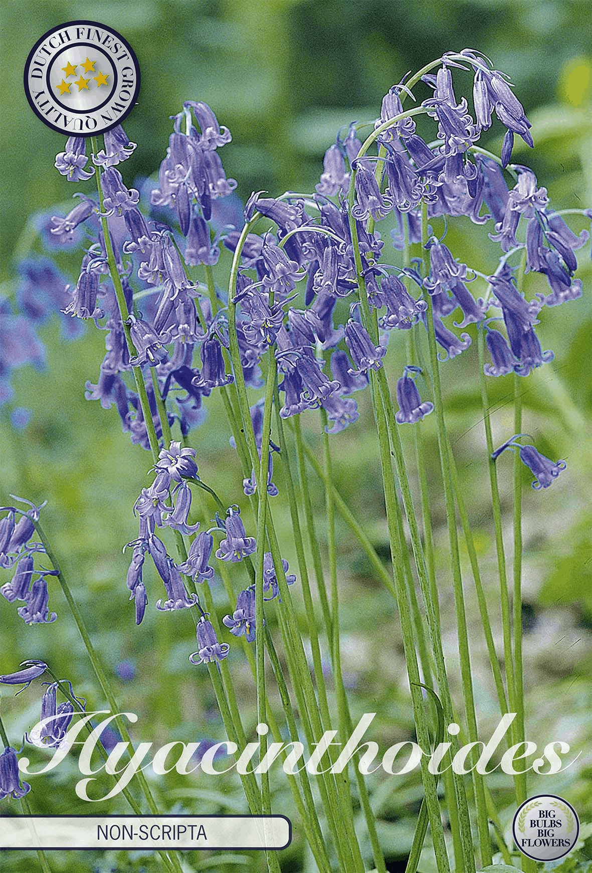 Hyacinthoides Non-Scripta