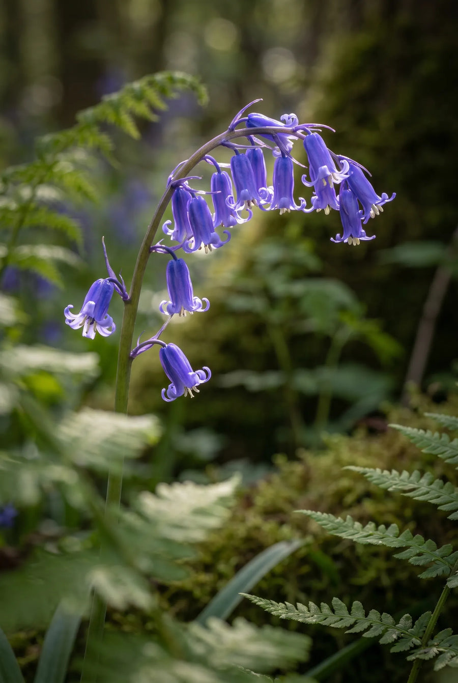 Hyacinthoides Non-Scripta — sfeerbeeld