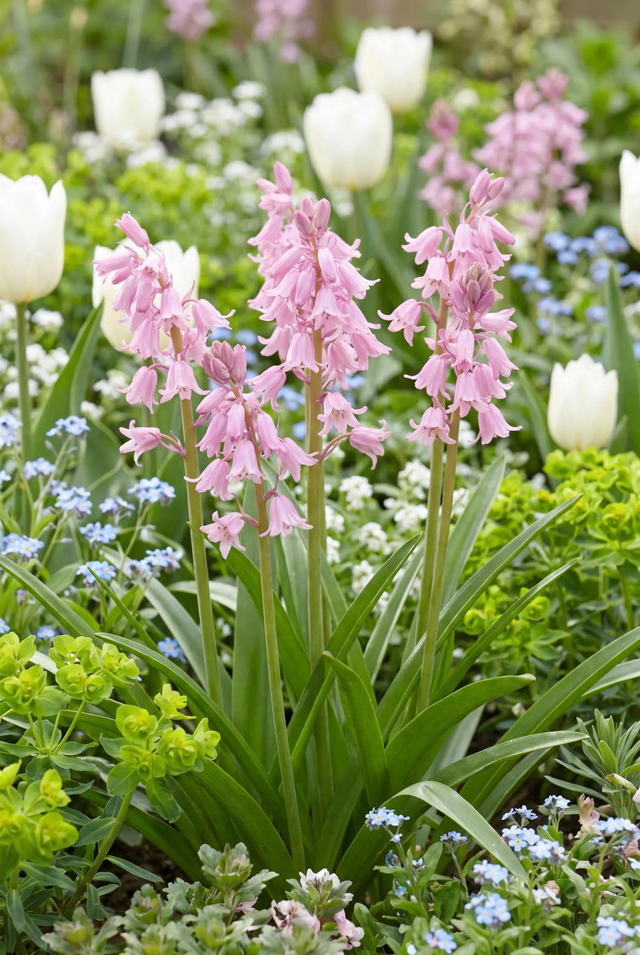 Hyacinthoides Pink — in de border