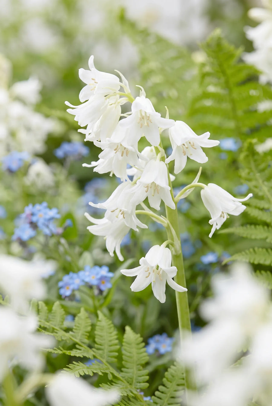 Hyacinthoides White — close-up van de bloem