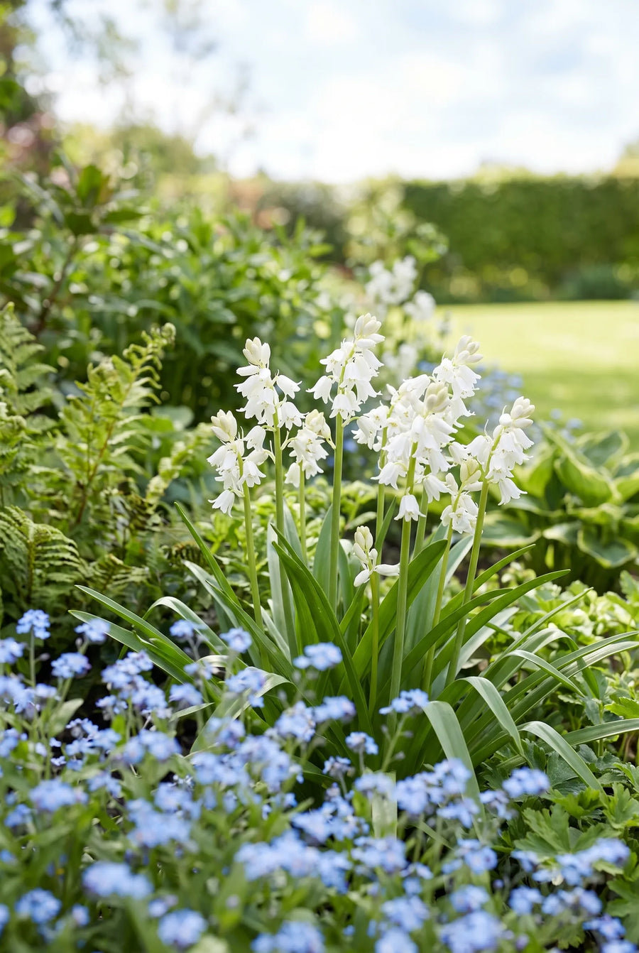 Hyacinthoides White — in de tuin