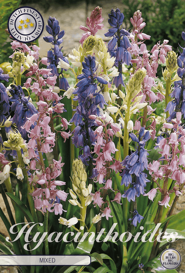 Hyacinthoides Mixed