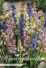 Hyacinthoides Mixed