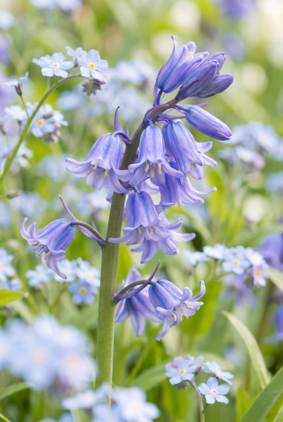 Hyacinthoides Mixed — close-up van de bloem