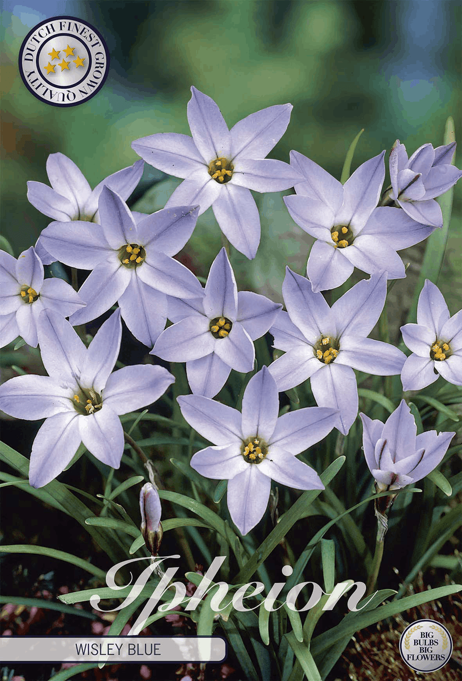 Ipheion Wisley Blue