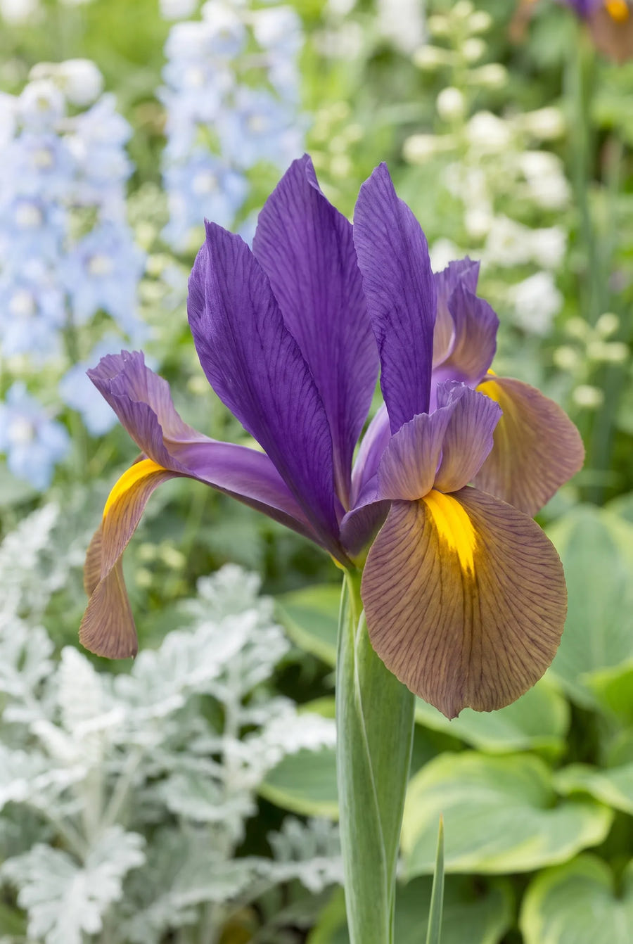 Iris Black Beauty — close-up van de bloem