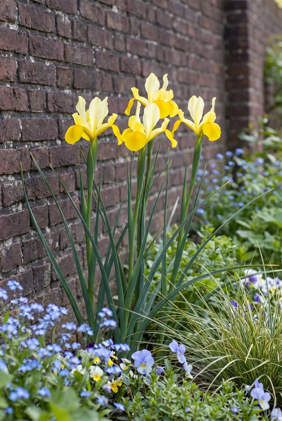 Iris Crown Jewel — in de border