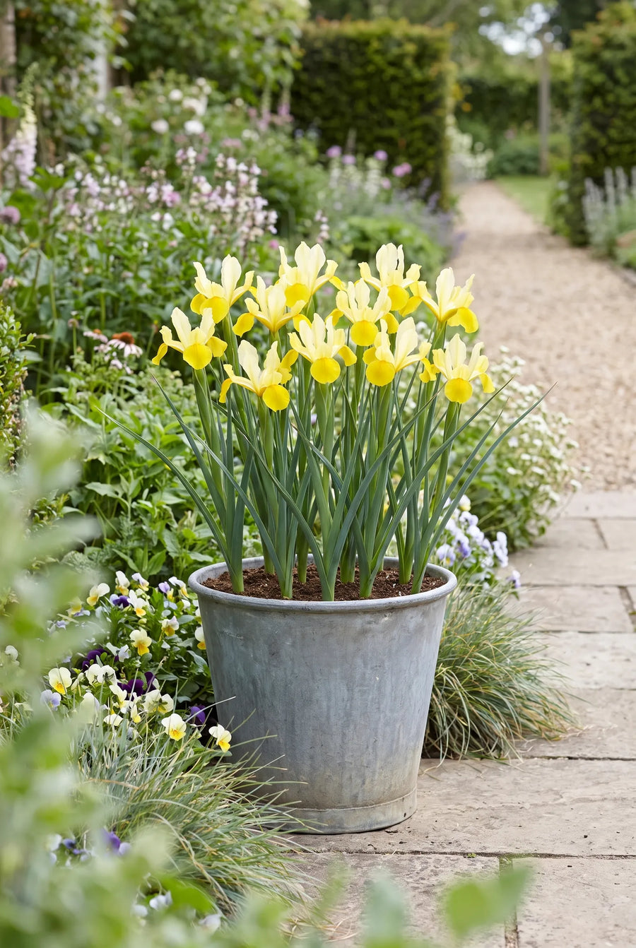 Iris Crown Jewel — in pot op terras
