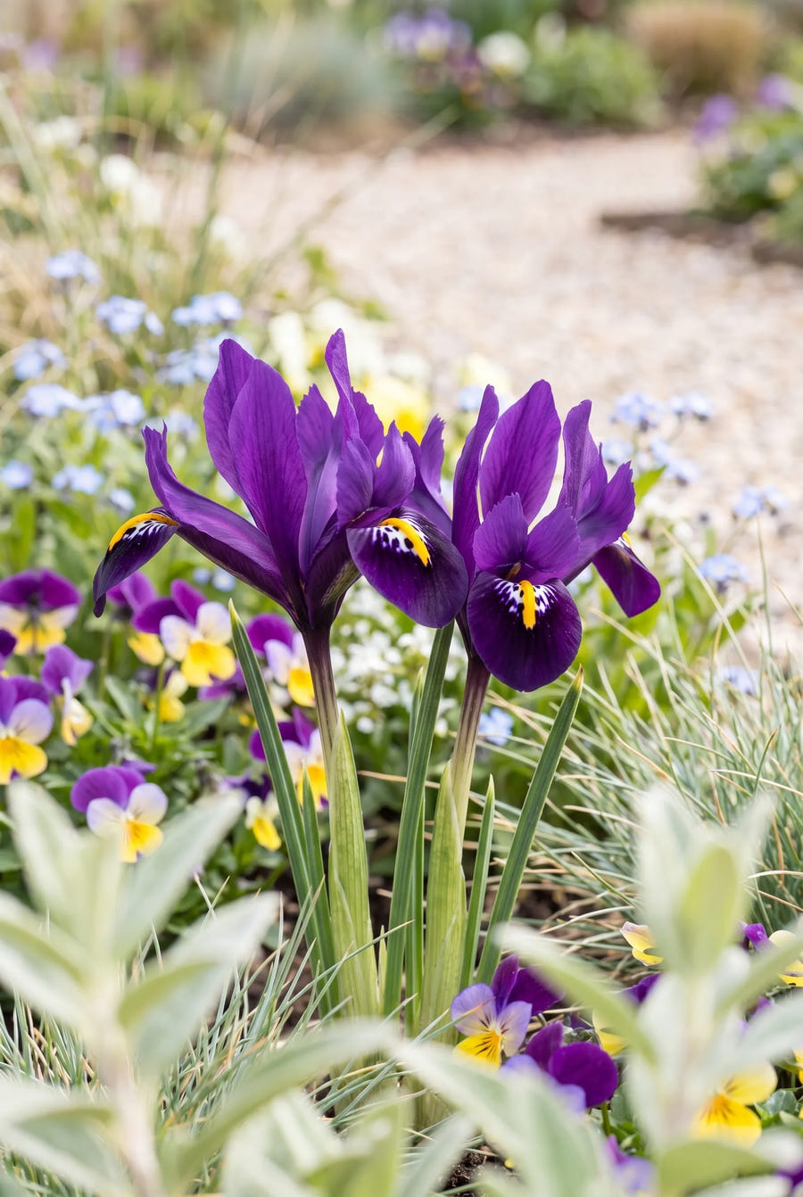 Iris Purple Hill — close-up van de bloem