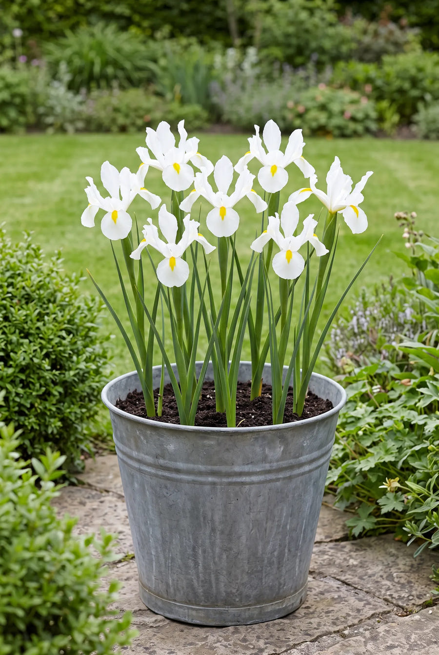 Iris White Magic — in pot op terras