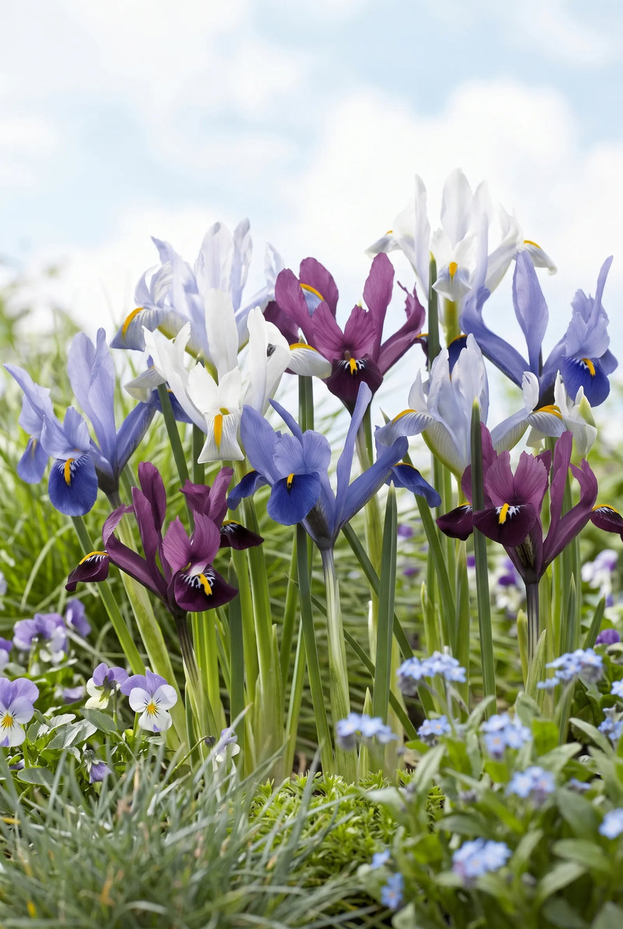 Iris Reticulata Mixed — in de tuin