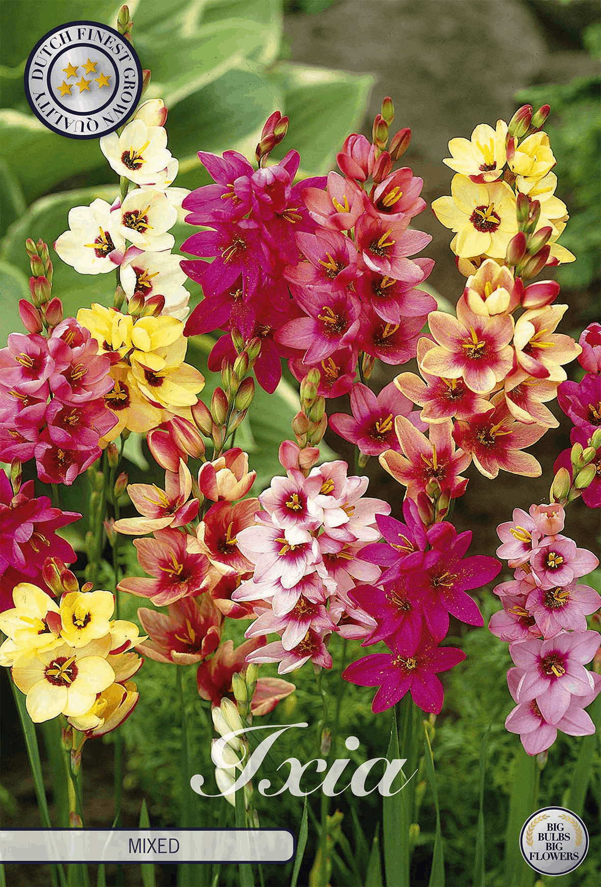 Ixia Mixed