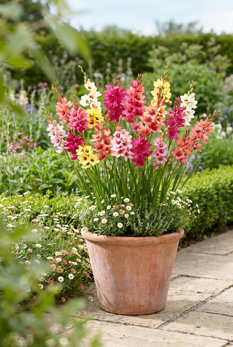 Ixia Mixed — in pot op terras