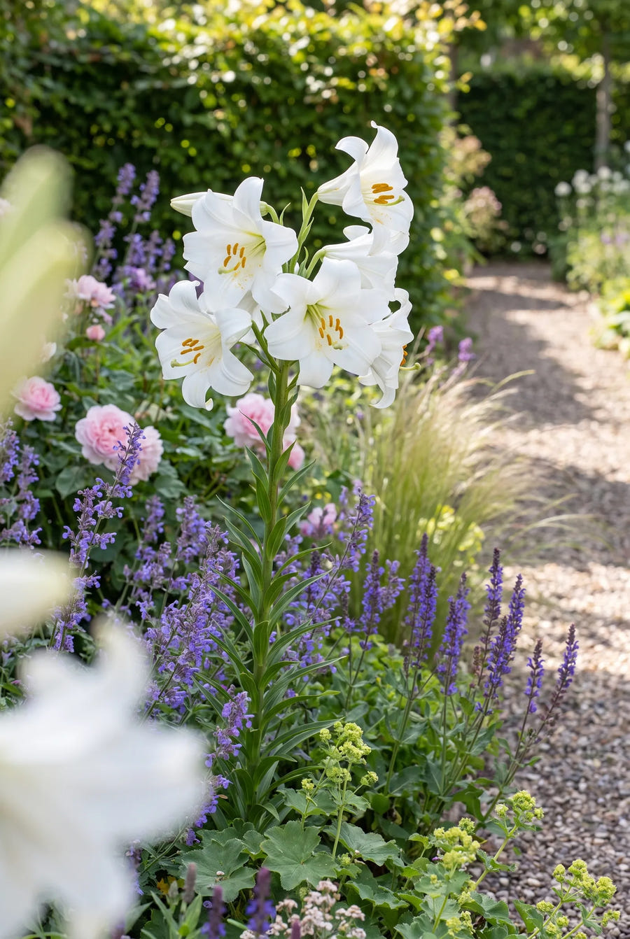 Lilium Candidum — in de border