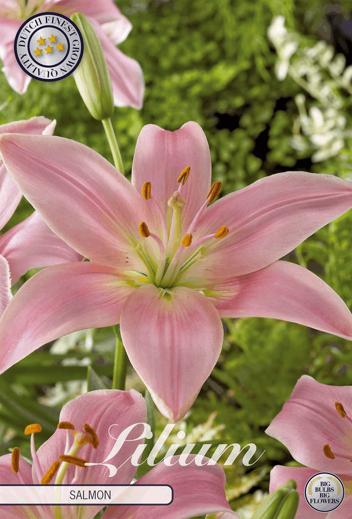 Lilium Salmon