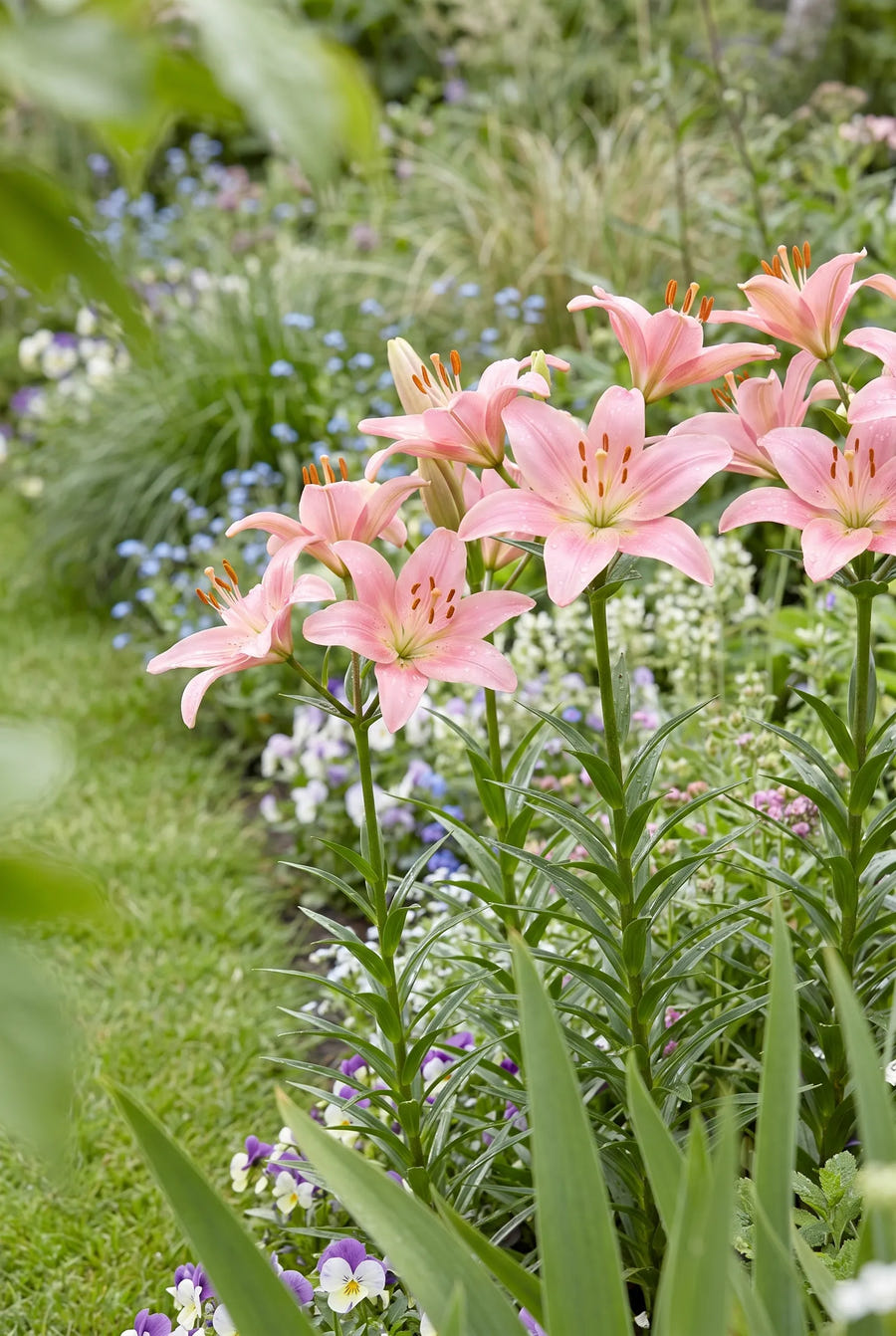 Lilium Salmon — in de border